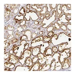 Atlas Antibodies Anti-PLIN2 Antibody