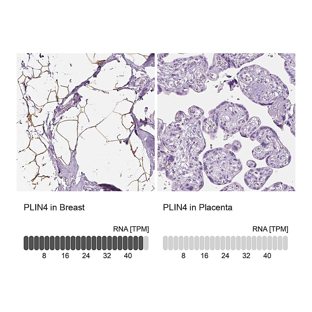 Atlas Antibodies Anti-PLIN4 Antibody