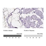 Atlas Antibodies Anti-PLIN4 Antibody