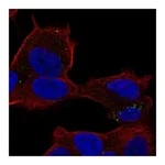 Atlas Antibodies Anti-PLIN5 Antibody