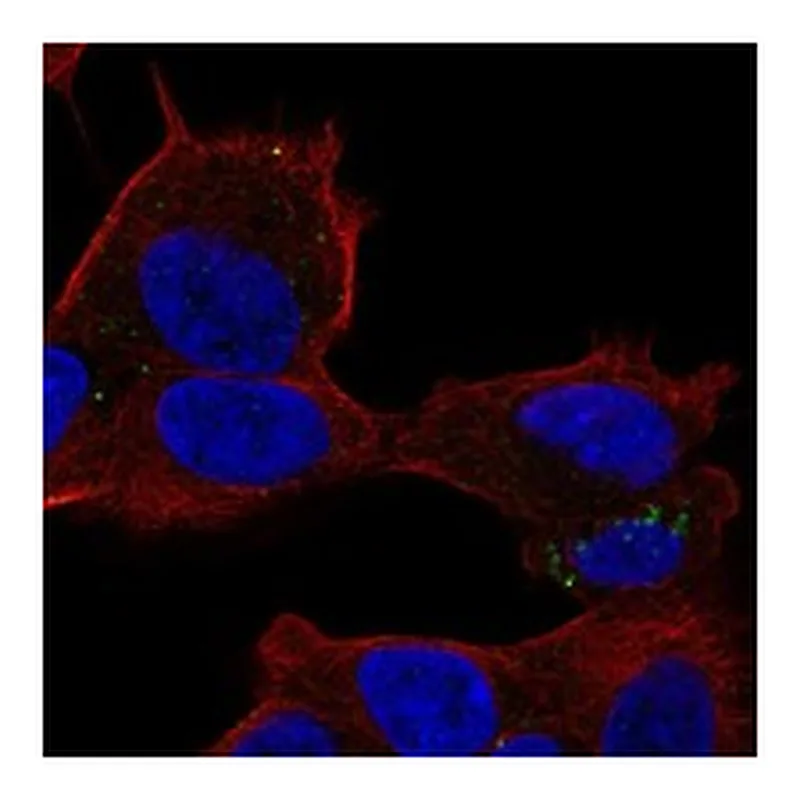Atlas Antibodies Anti-PLIN5 Antibody