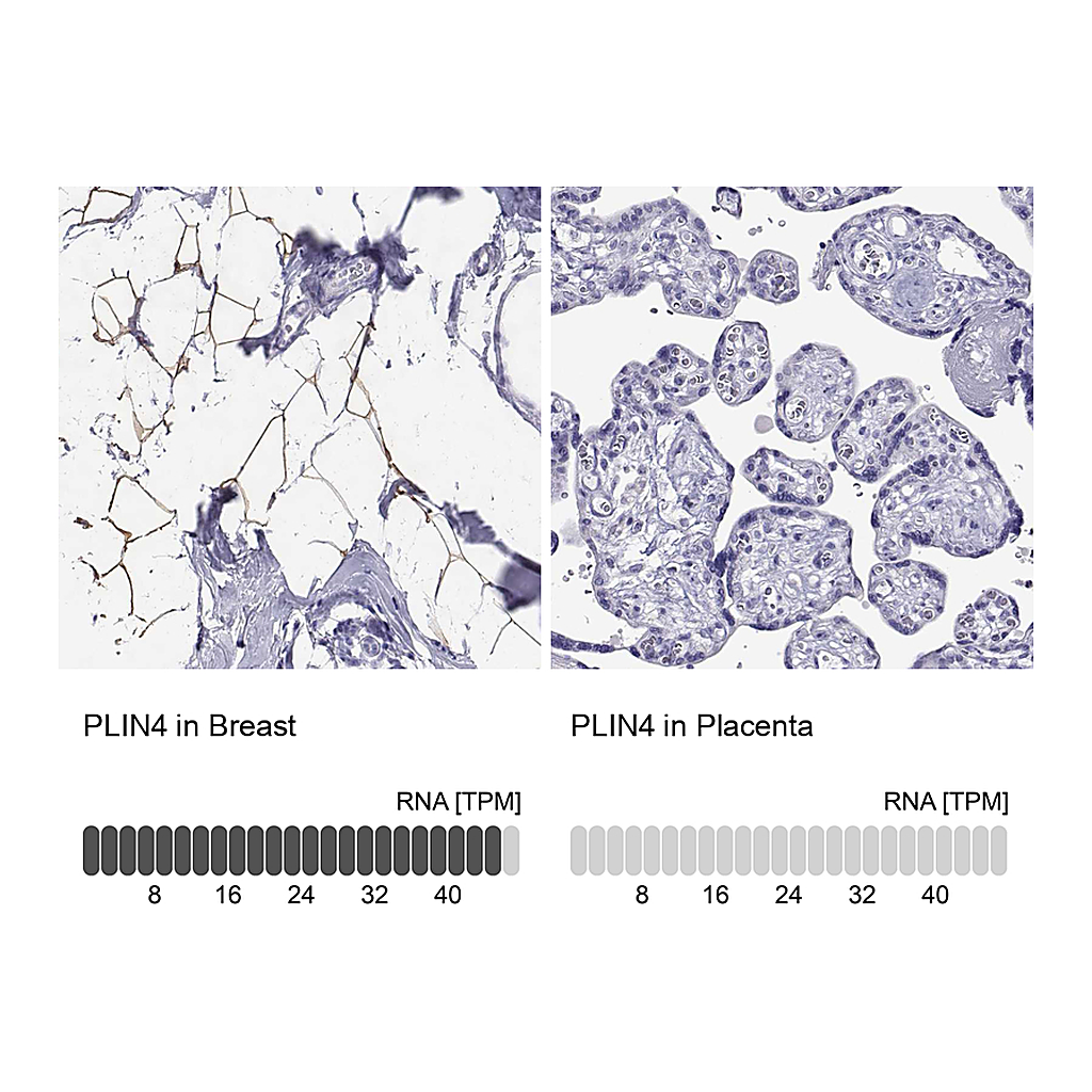 Atlas Antibodies Anti-PLIN4 Antibody