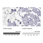 Atlas Antibodies Anti-PLIN4 Antibody