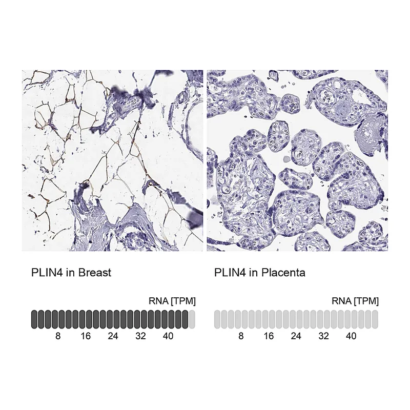 Atlas Antibodies Anti-PLIN4 Antibody