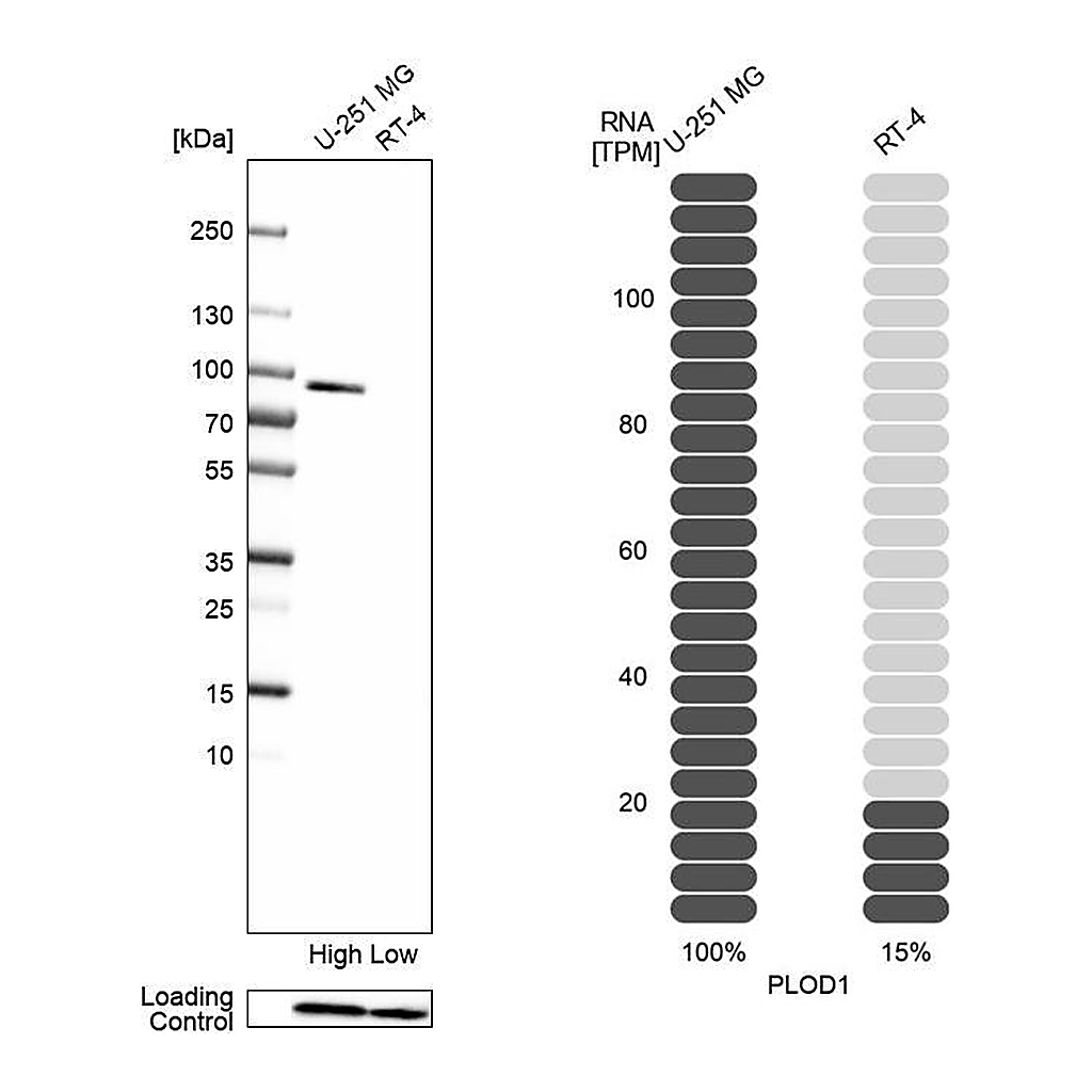 Atlas Antibodies Anti-PLOD1 Antibody