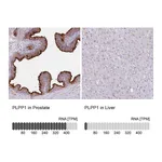 Atlas Antibodies Anti-PLPP1 Antibody