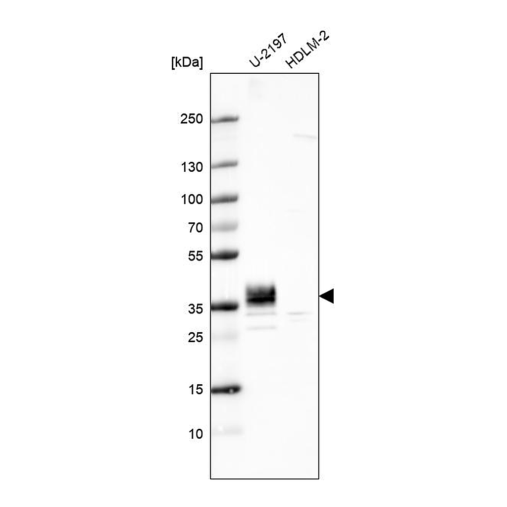 Atlas Antibodies Anti-PLPP3 Antibody