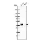Atlas Antibodies Anti-PLPP3 Antibody