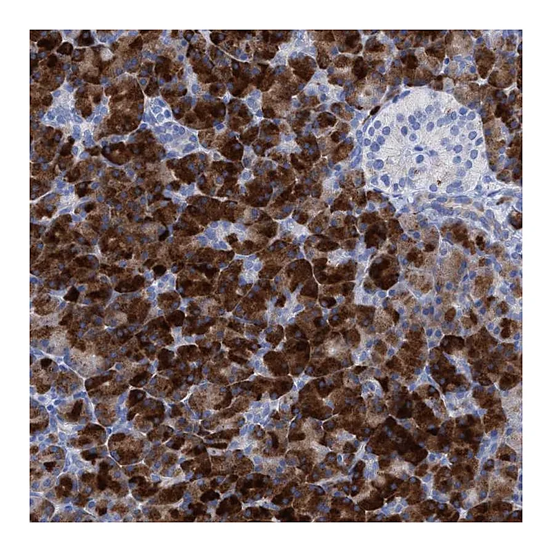 Atlas Antibodies Anti-PLPPR1 Antibody