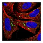 Atlas Antibodies Anti-PLPP5 Antibody
