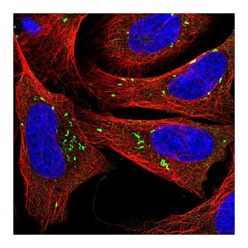 Atlas Antibodies Anti-PLPP5 Antibody