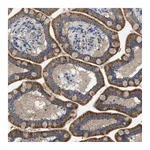 Atlas Antibodies Anti-PLPPR5 Antibody