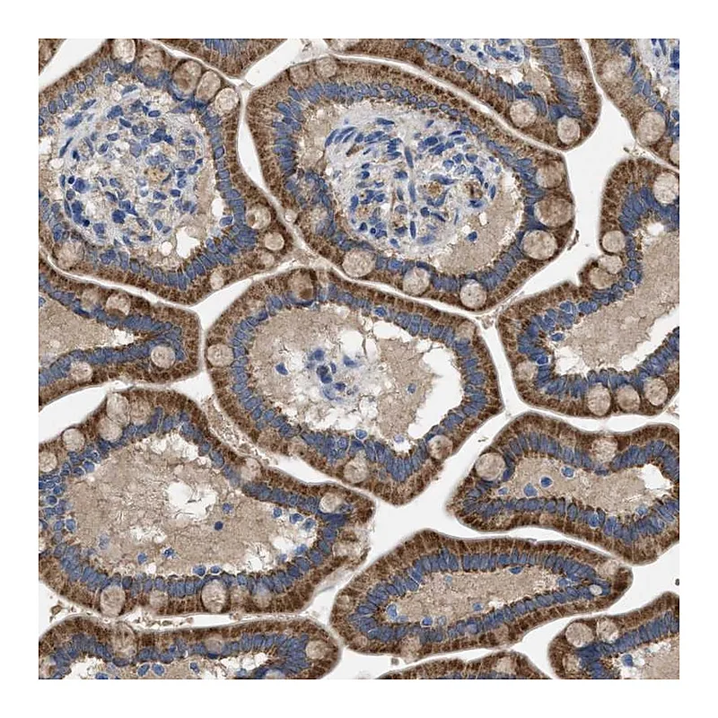 Atlas Antibodies Anti-PLPPR5 Antibody
