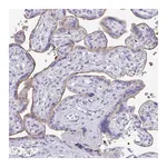 Atlas Antibodies Anti-PLPPR3 Antibody