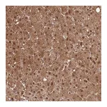 Atlas Antibodies Anti-PLPPR2 Antibody