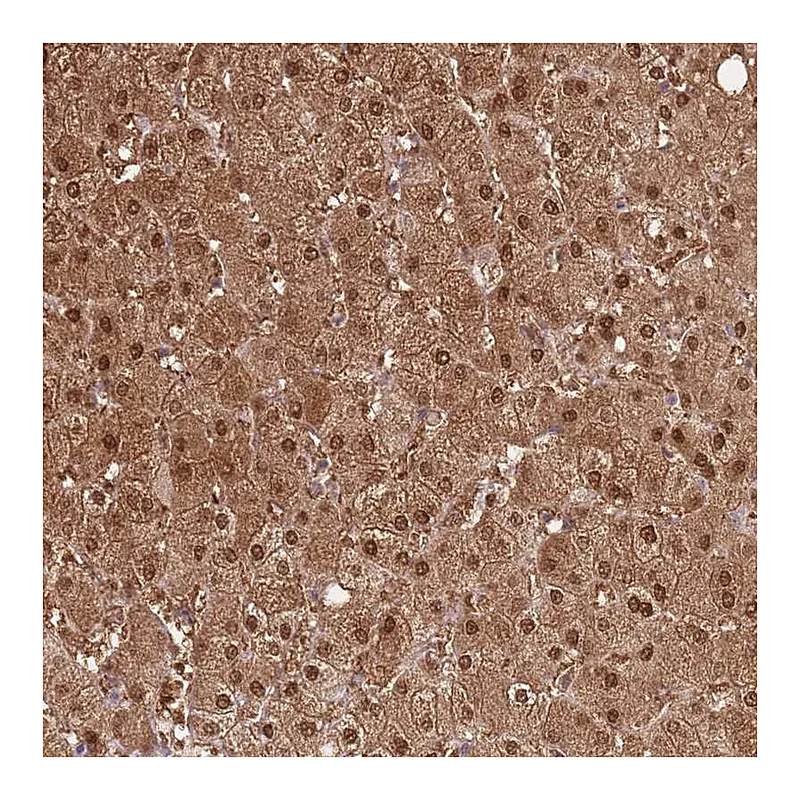 Atlas Antibodies Anti-PLPPR2 Antibody