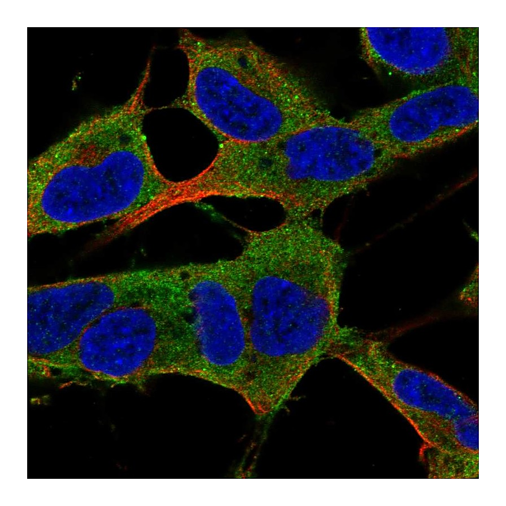 Atlas Antibodies Anti-PLPPR5 Antibody