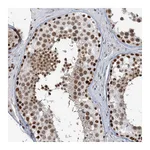Atlas Antibodies Anti-PLRG1 Antibody
