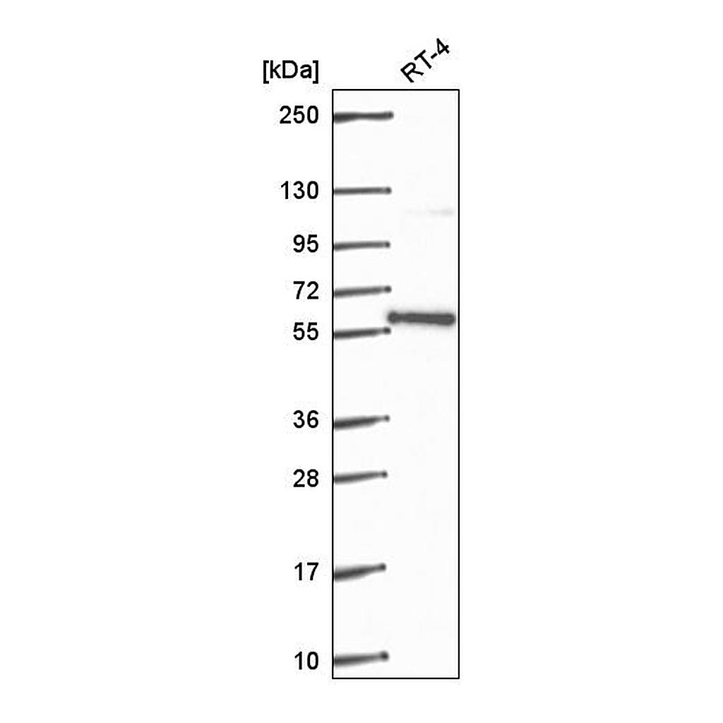 Atlas Antibodies Anti-PLRG1 Antibody