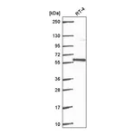 Atlas Antibodies Anti-PLRG1 Antibody