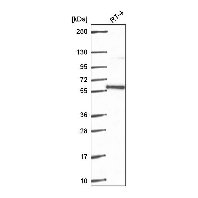 Atlas Antibodies Anti-PLRG1 Antibody