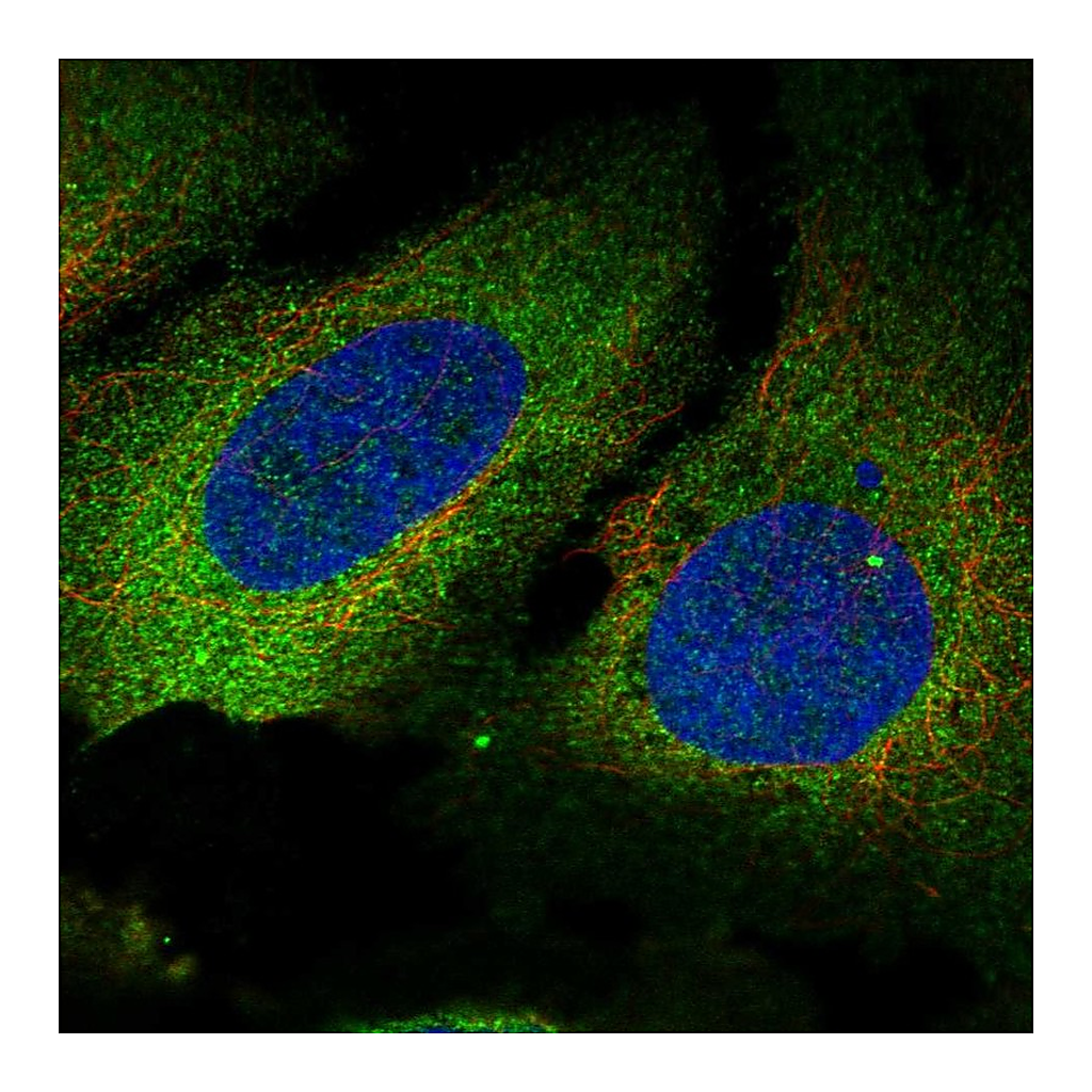 Atlas Antibodies Anti-PLS3 Antibody