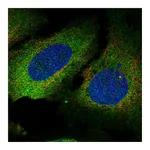 Atlas Antibodies Anti-PLS3 Antibody