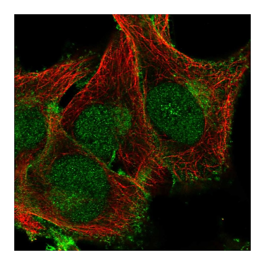 Atlas Antibodies Anti-PLSCR1 Antibody
