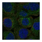 Atlas Antibodies Anti-PLSCR3 Antibody