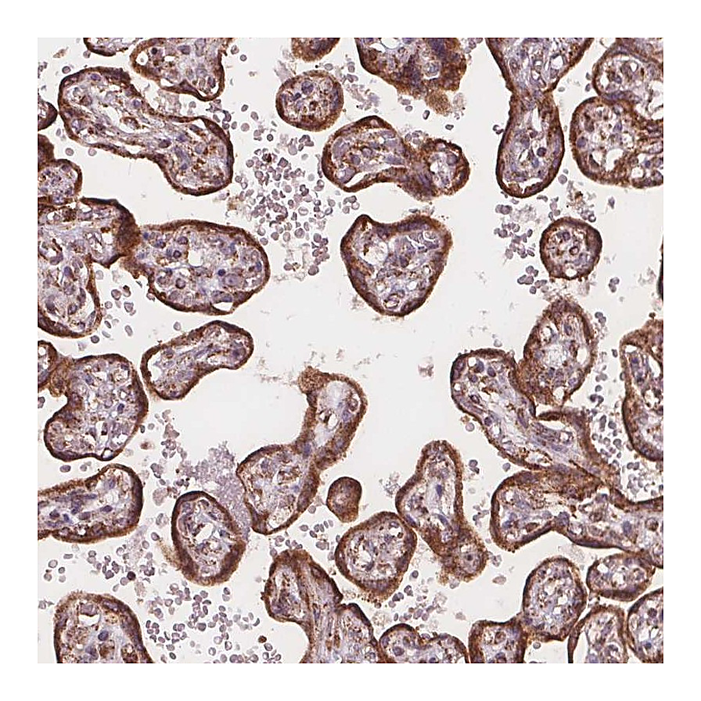 Atlas Antibodies Anti-PLSCR3 Antibody