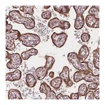 Atlas Antibodies Anti-PLSCR3 Antibody