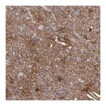 Atlas Antibodies Anti-PLSCR4 Antibody