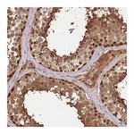 Atlas Antibodies Anti-PLSCR5 Antibody