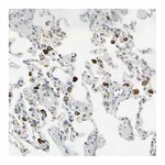 Atlas Antibodies Anti-PLXNA1 Antibody