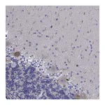 Atlas Antibodies Anti-PLXNA4 Antibody