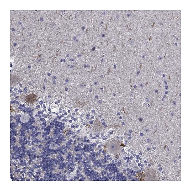 Atlas Antibodies Anti-PLXNA4 Antibody