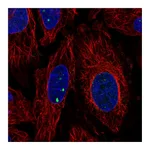 Atlas Antibodies Anti-PLXDC2 Antibody