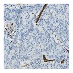 Atlas Antibodies Anti-PLXDC1 Antibody