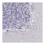 Atlas Antibodies Anti-PLXNA4 Antibody