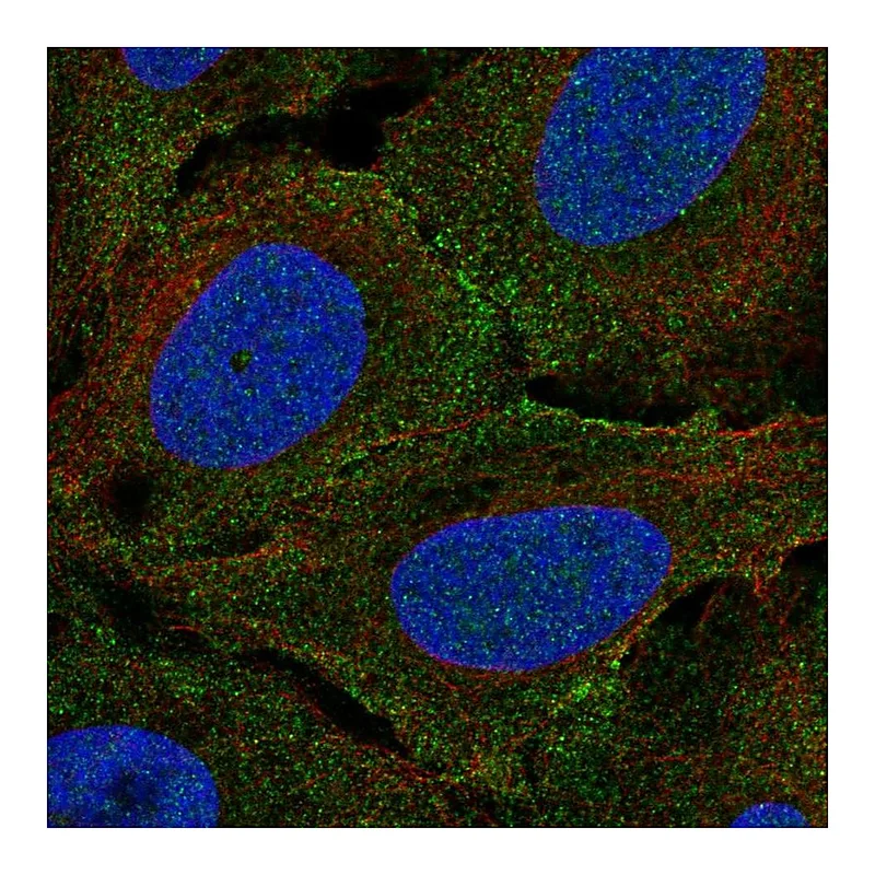 Atlas Antibodies Anti-PLXNA4 Antibody