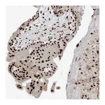 Atlas Antibodies Anti-PM20D2 Antibody
