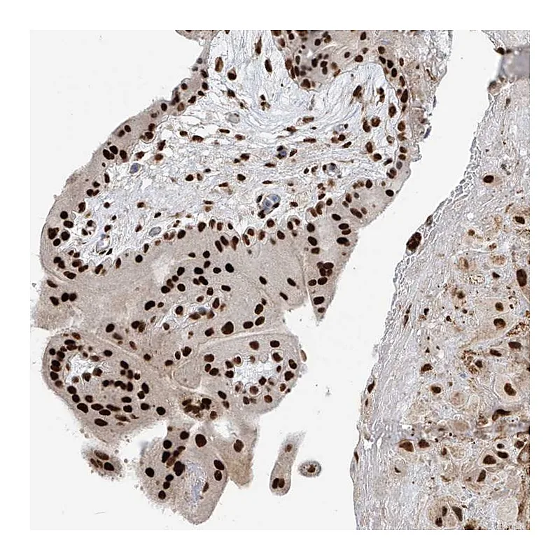 Atlas Antibodies Anti-PM20D2 Antibody