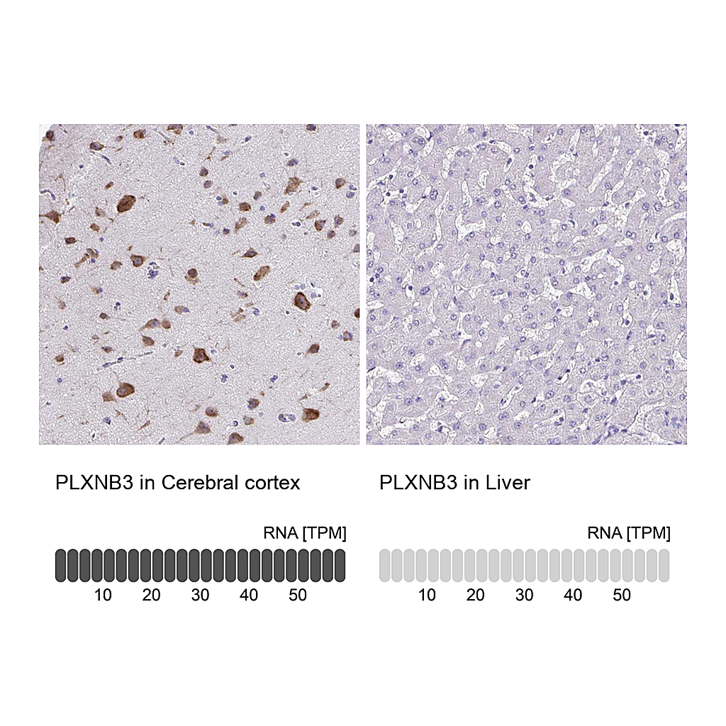 Atlas Antibodies Anti-PLXNB3 Antibody