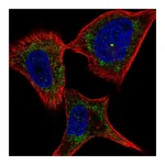 Atlas Antibodies Anti-PLXNC1 Antibody
