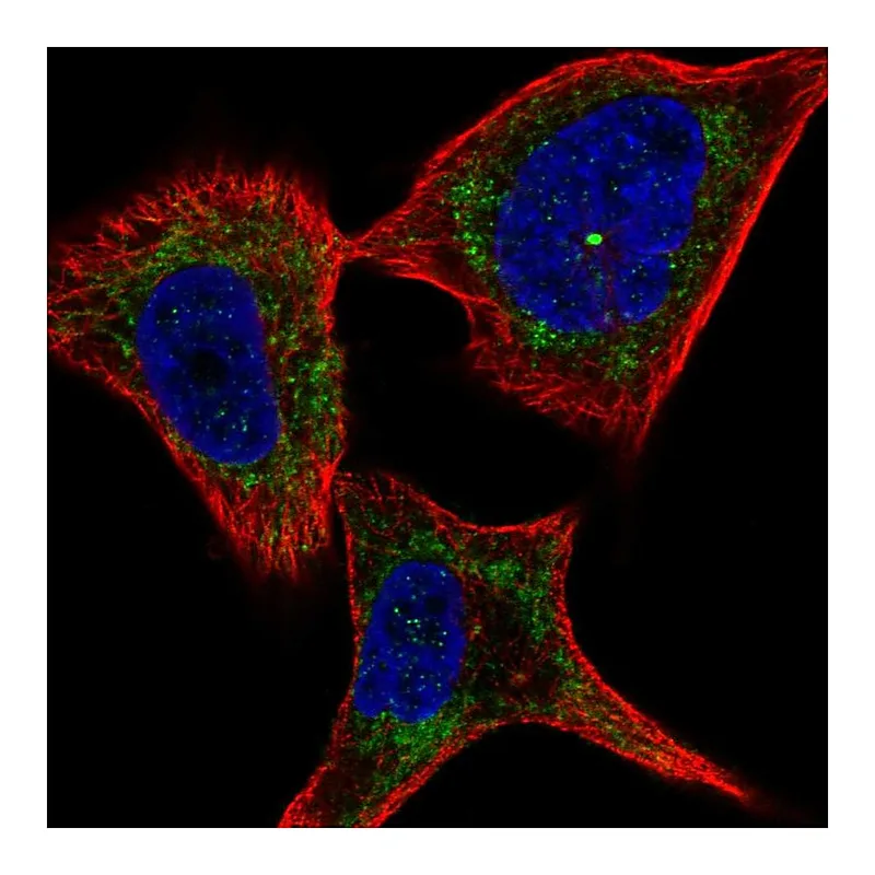 Atlas Antibodies Anti-PLXNC1 Antibody