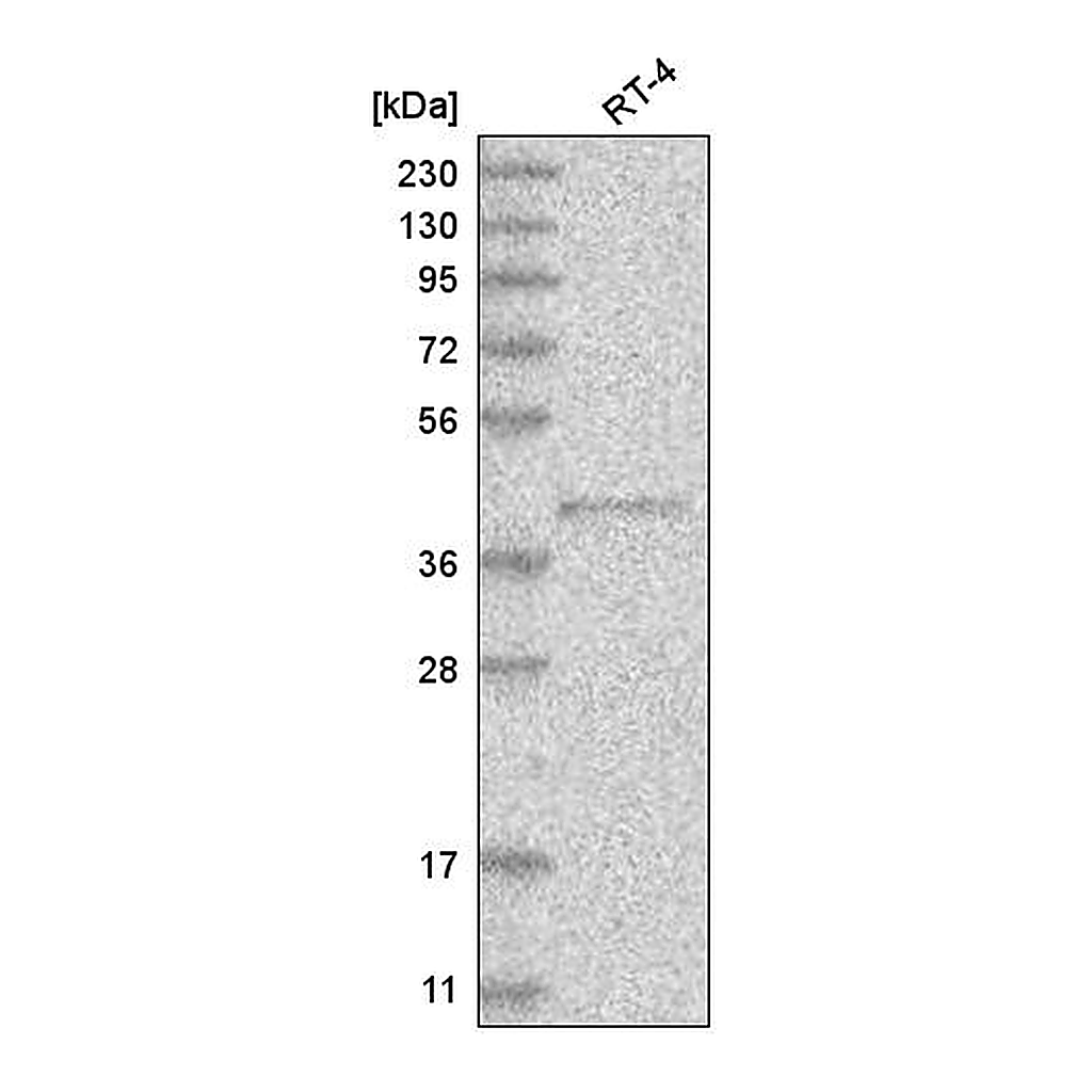 Atlas Antibodies Anti-PM20D2 Antibody