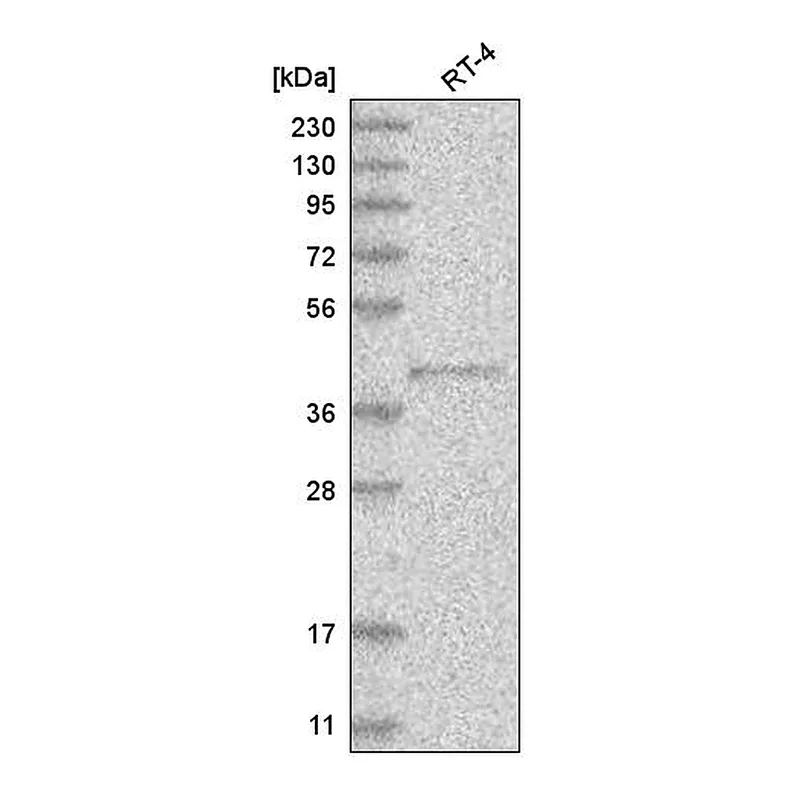 Atlas Antibodies Anti-PM20D2 Antibody
