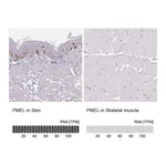 Atlas Antibodies Anti-PMEL Antibody
