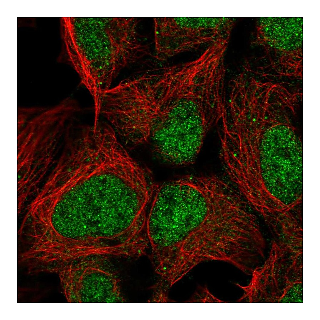 Atlas Antibodies Anti-PMF1 Antibody