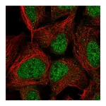 Atlas Antibodies Anti-PMF1 Antibody